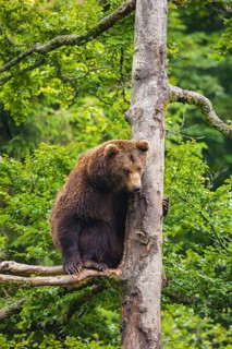 European Brown bear (Ursus arctos) sitting in a tree