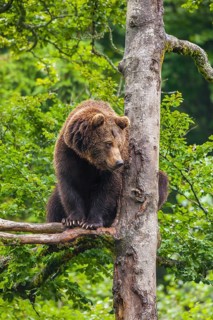 European Brown bear (Ursus arctos) sitting in a tree