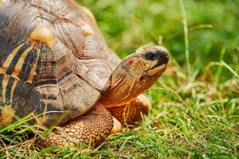 Radiated tortoise (Astrochelys radiata) on a meadow