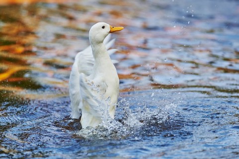 Indian Runner duck (Anas platyrhynchos domesticus) on a lake