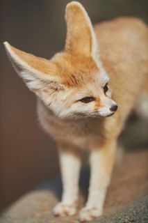 Fennec fox