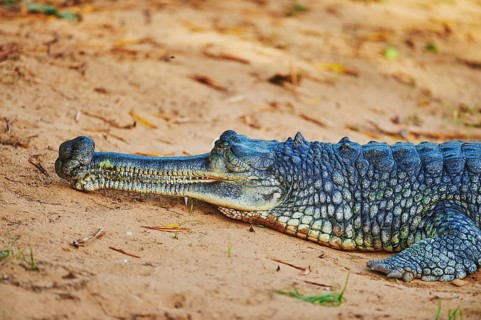 Gharial (Gavialis gangeticus)
