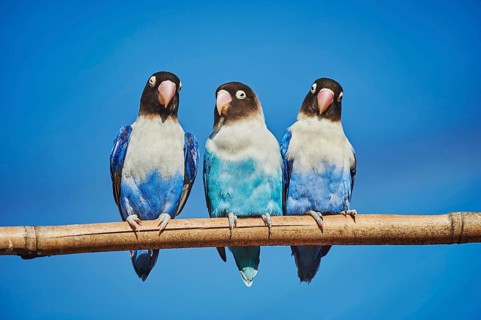 Three Yellow-collared lovebirds (Agapornis personatus) in blue colour