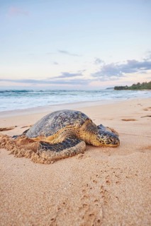 Green sea turtle (Chelonia mydas) on turtle bay