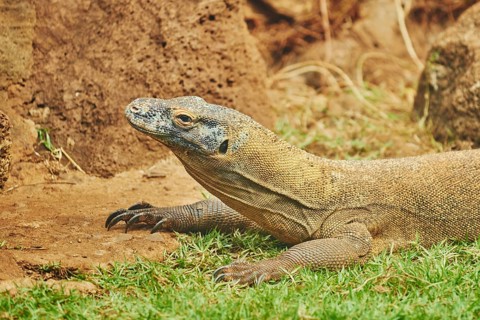 Komodo dragon (Varanus komodoensis)