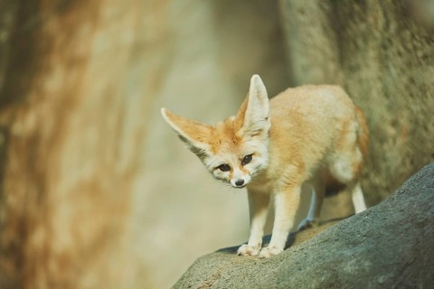 Fennec fox