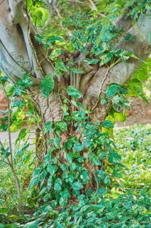 Tropical flora of the Waimea Botanical Garden