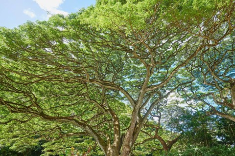 Trees in the Waimea Botanical Garden