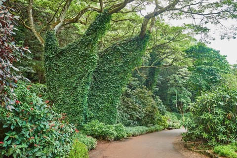 Tropical flora of the Waimea Botanical Garden