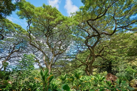 Tropical flora of the Waimea Botanical Garden