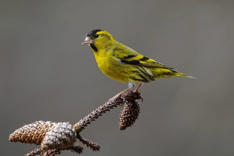 Siskin