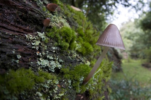 Stump fairy helmet