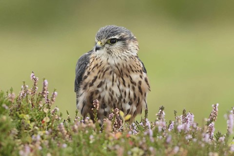 Merlin