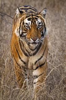 Indian Tiger