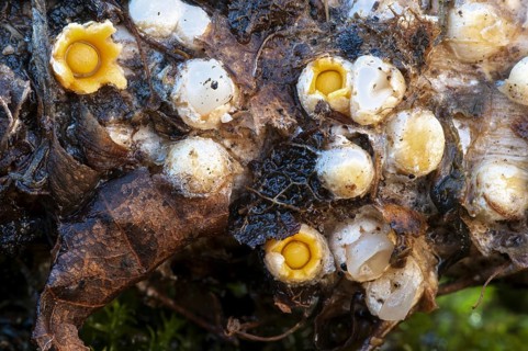 Fruiting bodies of shooting star fungus