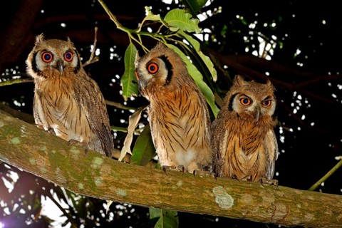 Northern white-faced owls