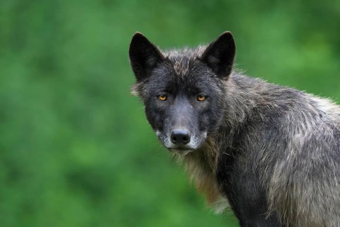 Timber Wolf