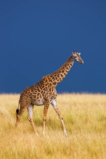 Masai giraffe