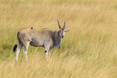 Common eland