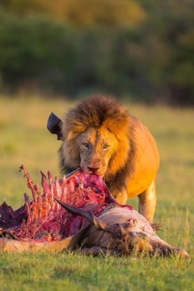 African lion
