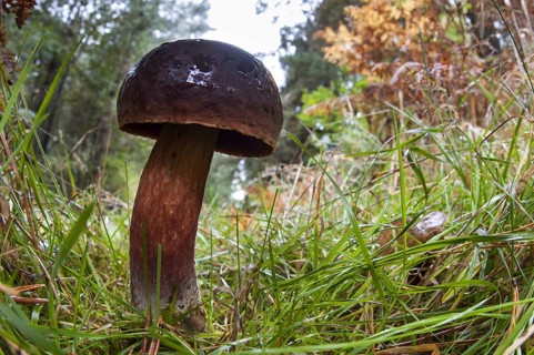 Scarletina bolete