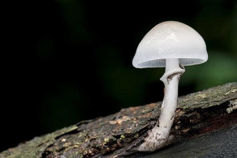 Fruiting body of porcelain fungus
