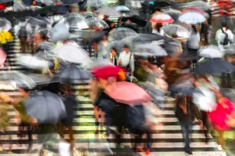 Crowd with umbrellas on zebra crossings at night