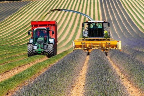 Lavender harvest near Oraison