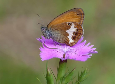 Pearly Heath