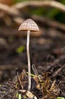 A conecap fungus