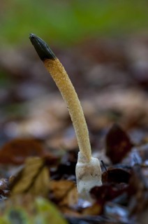 Dog stinkhorn fungus