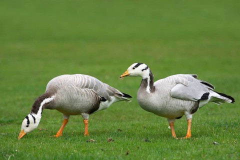 Bar-headed Geese