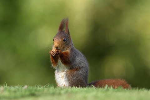 Red Squirrel