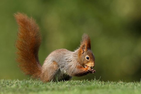 Red Squirrel