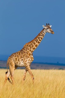 Masai giraffe