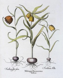 Snake's Head Fritillary
