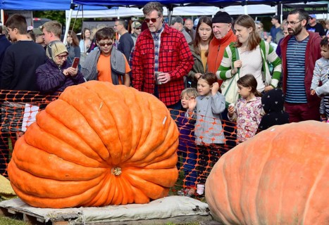 Saratoga Giant Pumpkin Festival