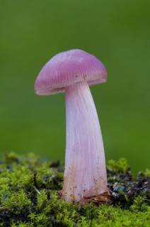 Rosy Bonnet