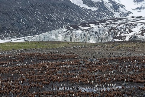 King penguins