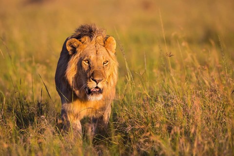 African Lion