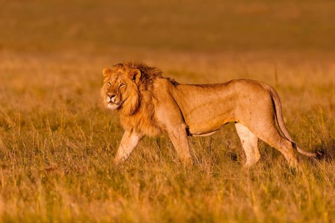 African Lion