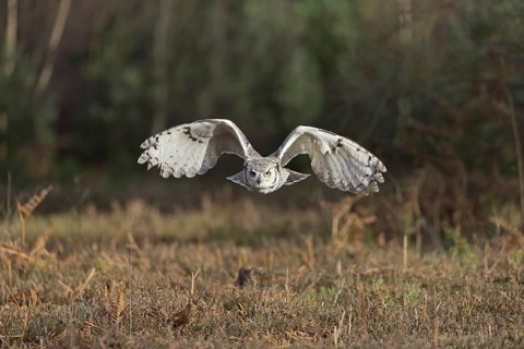 Great-horned owl