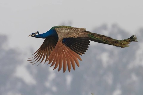Indian Peafowl