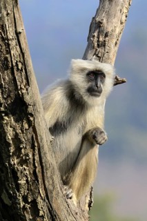 Tarai Grey Langur