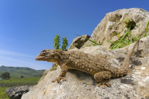 Moorish Gecko