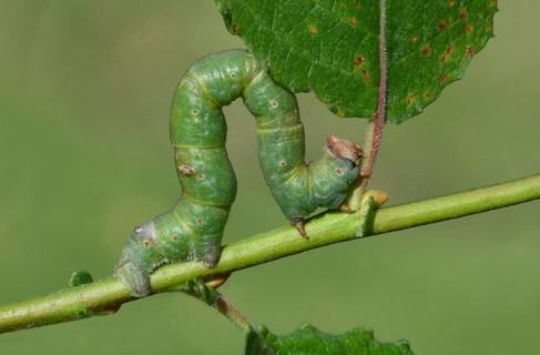 Peppered Moth