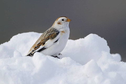 Snow Bunting