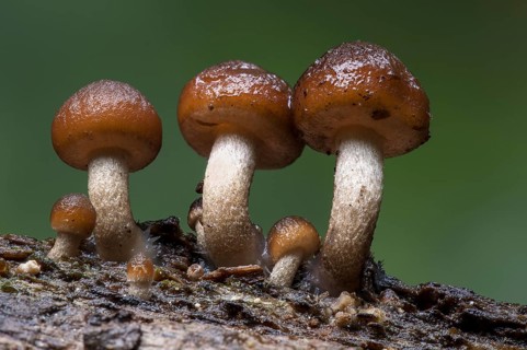 Common stump brittlestem fungi