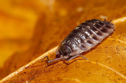Common shiny woodlouse