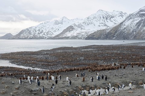 King penguins